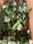 Nearly natural 6868-WH Artificial Bougainvillea Hanging Basket