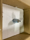 Park Harbor PHPL6501BN - Pendants Indoor Lighting